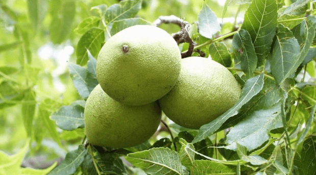 Limpeza de parasitas com uma casca de nozes