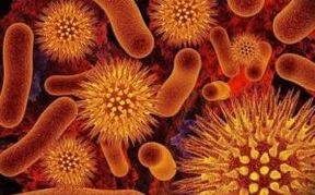 tipos de parasitas no corpo humano