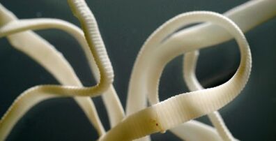 parasita plano do corpo humano